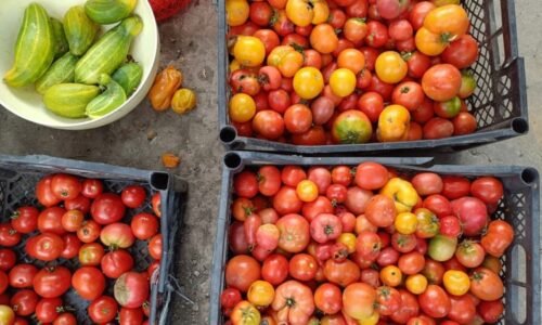 Karolína zemřela kvůli frutariánské dietě na Bali. V době smrti vážila pouhých 22 kilogramů