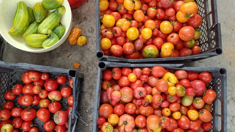 Karolína zemřela kvůli frutariánské dietě na Bali. V době smrti vážila pouhých 22 kilogramů Karolína zemřela kvůli frutariánské dietě na Bali. V době smrti vážila pouhých 22 kilogramů