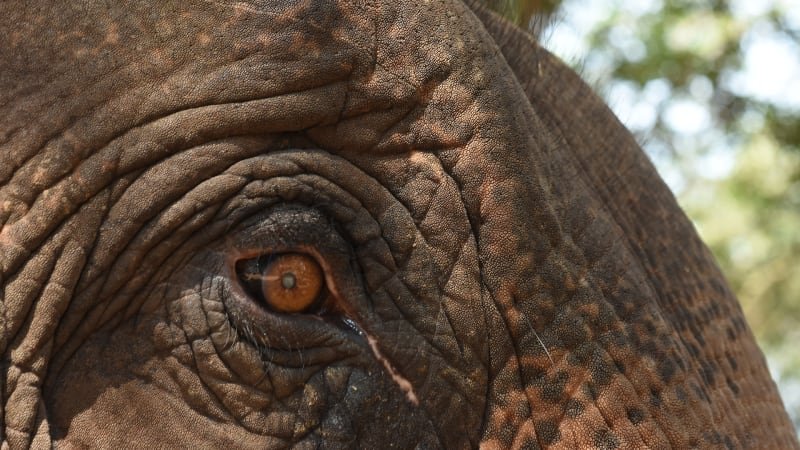 Dospívající slon odcestuje z ostravské zoo. Ošetřovatelé týdny cvičili nástup do kontejneru Dospívající slon odcestuje z ostravské zoo. Ošetřovatelé týdny cvičili nástup do kontejneru