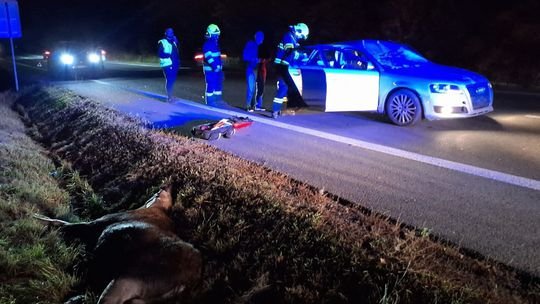 Pri Košiciach sa auto zrazilo s losom, dvaja ľudia utrpeli zranenia