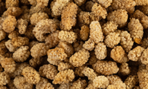 Objavte účinky Moruše bielej na zdravie