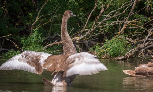 Objavte jedinečný svet lužných lesov a rieky Dunaj počas tematickej komentovanej vychádzky Za krídlami Dunaja