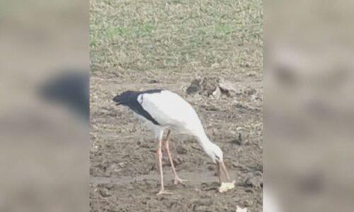 Osiřelá čápata u Uničova zůstala napospas zimě. O Jeníčka a Mařenku se starají záchranáři