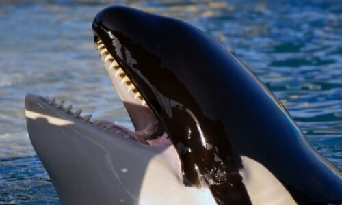 Kosatky překvapily vědce útokem na žraloky bílé. Učí se nové taktiky zabíjení Kosatky překvapily vědce útokem na žraloky bílé. Učí se nové taktiky zabíjení