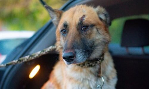 Zubožený pes Hero: Šlo o týrání nebo nemoc? A možná souvislost s uvázanou fenkou Zubožený pes Hero: Šlo o týrání nebo nemoc? A možná souvislost s uvázanou fenkou