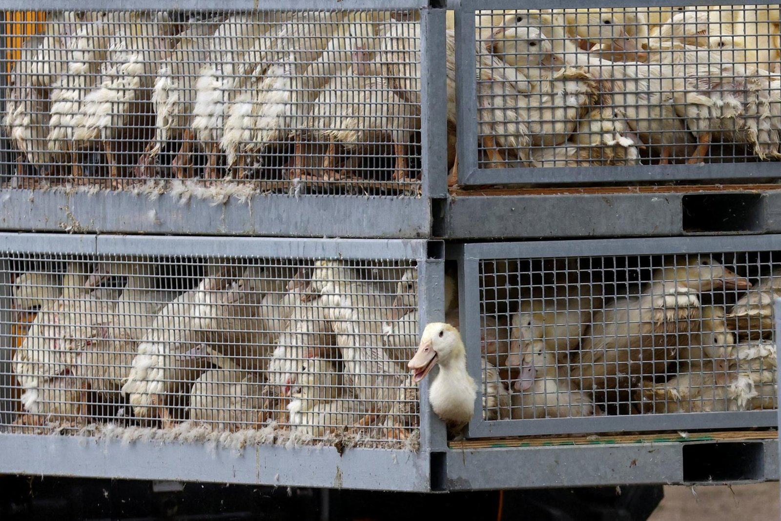 V Nemecku sa šíri vtáčia chrípka, zlikvidovali už 1,5 milióna kusov hydiny