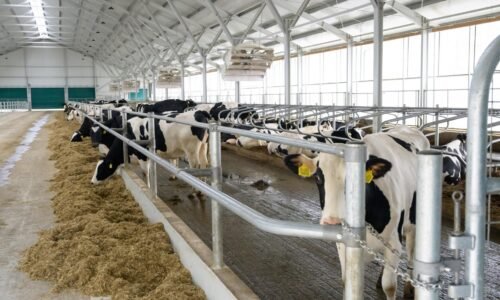 Ceny domácich mliečnych výrobkov nemôžu klesať ako v Európe. Najmä pre konsolidáciu, hodnotia mliekari Ceny domácich mliečnych výrobkov nemôžu klesať ako v Európe. Najmä pre konsolidáciu, hodnotia mliekari