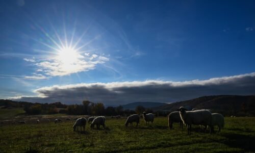 Po dekáde došlo k otočke, chovatelia oviec si skokovo prilepšili. Farmár: Nemám dôvod chov rušiť