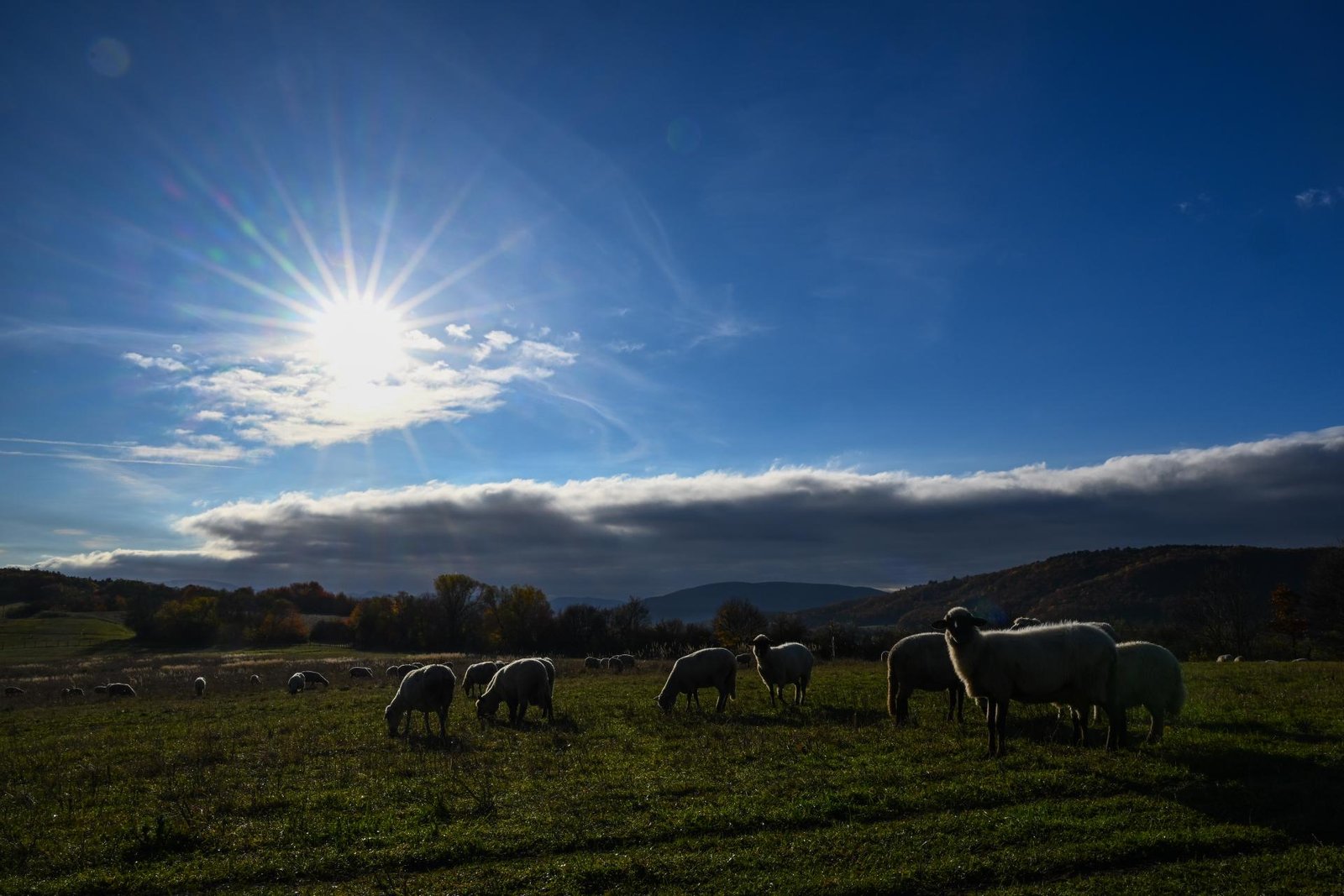 Po dekáde došlo k otočke, chovatelia oviec si skokovo prilepšili. Farmár: Nemám dôvod chov rušiť