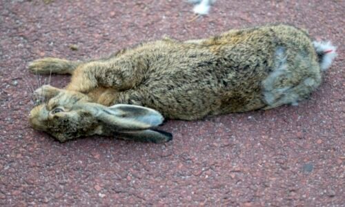 Poplach na Kroměřížsku: Uhynulý zajíc trpěl nakažlivou brucelózou, nemoc napadá i orgány lidí Poplach na Kroměřížsku: Uhynulý zajíc trpěl nakažlivou brucelózou, nemoc napadá i orgány lidí
