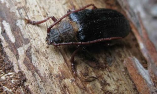 Vědci na Šumavě objevili vzácného brouka trnoštítce. Jedná se podle nich o prosperující populaci