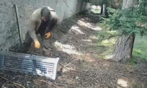 Ředitel obory Březka týral a střílel kočky v kleci, ukazuje video. Policie věc znovu otevírá Ředitel obory Březka týral a střílel kočky v kleci, ukazuje video. Policie věc znovu otevírá