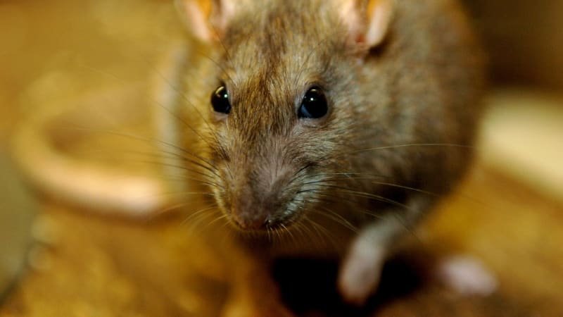 Obludný „krysí hotel“ terorizuje město v USA. Tisíce zvířat ničí auta, krmí je zmatená seniorka Obludný „krysí hotel“ terorizuje město v USA. Tisíce zvířat ničí auta, krmí je zmatená seniorka