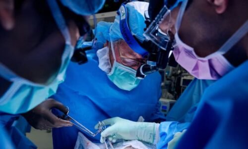 Prasečí ledvina v lidském těle překonala očekávání lékařů. Nabízí se léčba smrtelných chorob Prasečí ledvina v lidském těle překonala očekávání lékařů. Nabízí se léčba smrtelných chorob