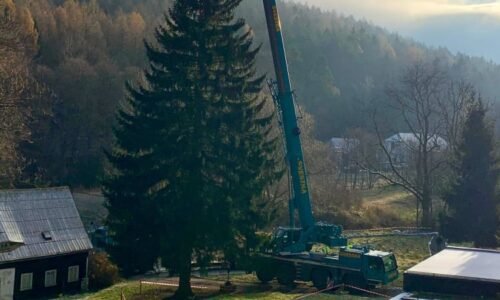OBRAZEM: Vánoční strom pro Prahu už kácejí dřevorubci. Kdy rozzáří centrum města?