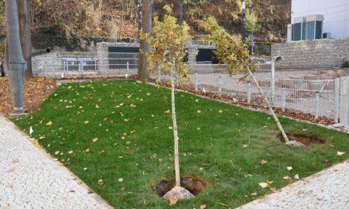 Na Hviezdoslavovej ulici sadia nové stromy