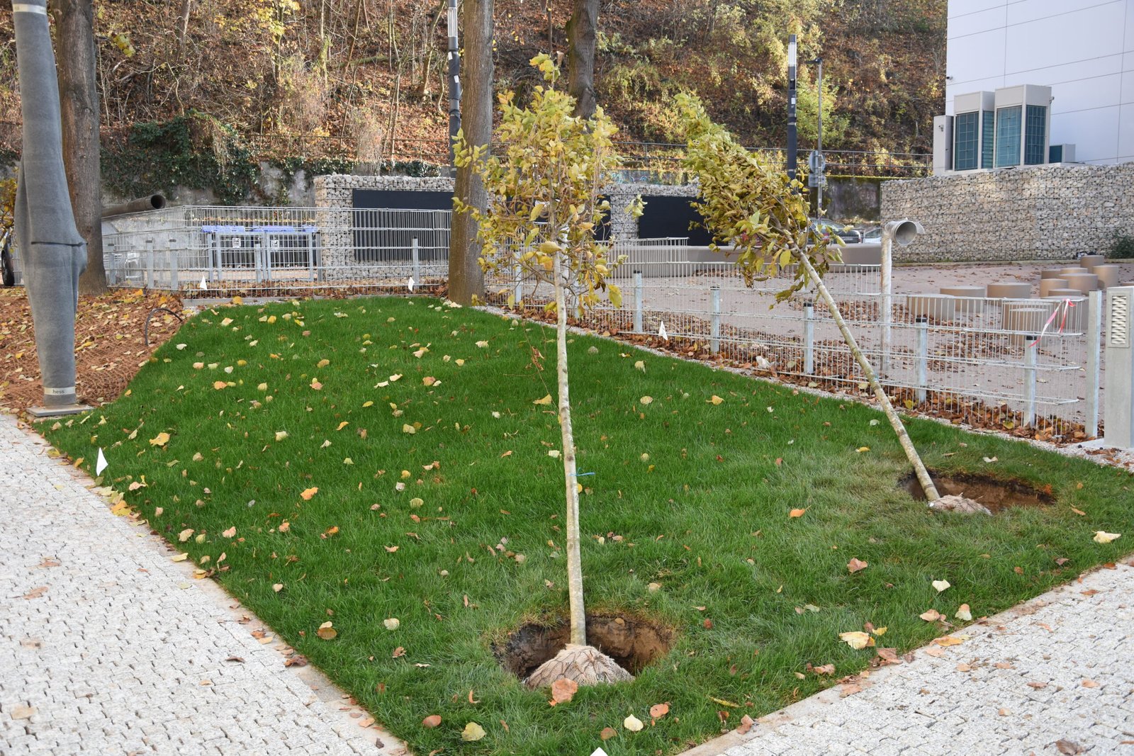 Na Hviezdoslavovej ulici sadia nové stromy