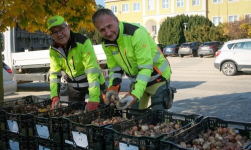 Mesto Modra: VÝSADBA JARNÝCH CIBUĽOVÍN