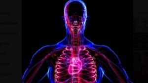 Ceny za transplantácie sú v usa vysoké: americkí vedci chcú vytvárať „náhradné” ľudské telá