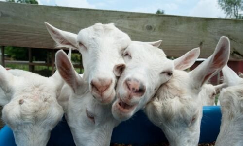 Děti líbaly kozy pokryté výkaly. Smrtícím parazitem se na britské farmě nakazily stovky lidí Děti líbaly kozy pokryté výkaly. Smrtícím parazitem se na britské farmě nakazily stovky lidí