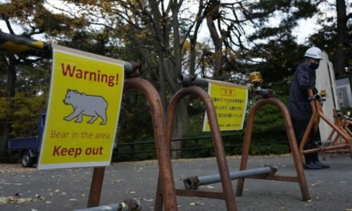 Útok medvěda na veřejné toaletě: Japonec se dokázal ubránit, šelmu zahnal kopanci