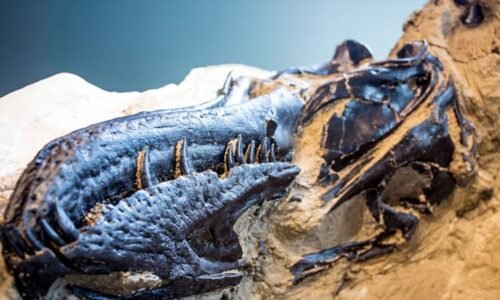 Slavný tyranosaurus měl „kapesního“ bratrance. Podle vědců vážil zhruba jako přerostlá kráva