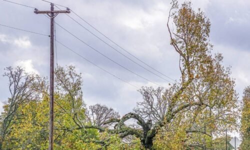 Verejná vyhláška SSD, a.s. – výruby v ochrannom pásme VN vedenia č. 312