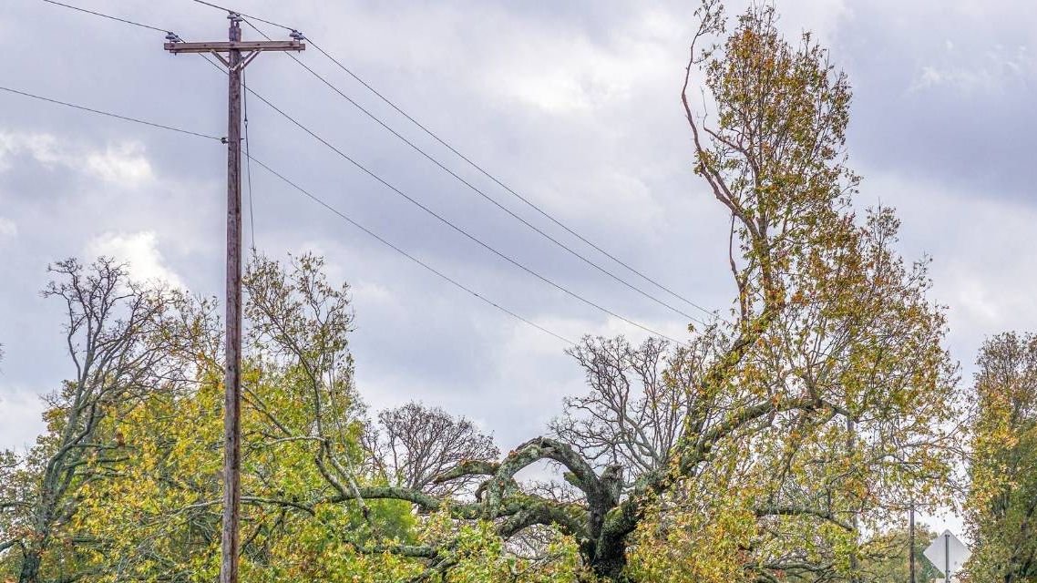 Verejná vyhláška SSD, a.s. – výruby v ochrannom pásme VN vedenia č. 312