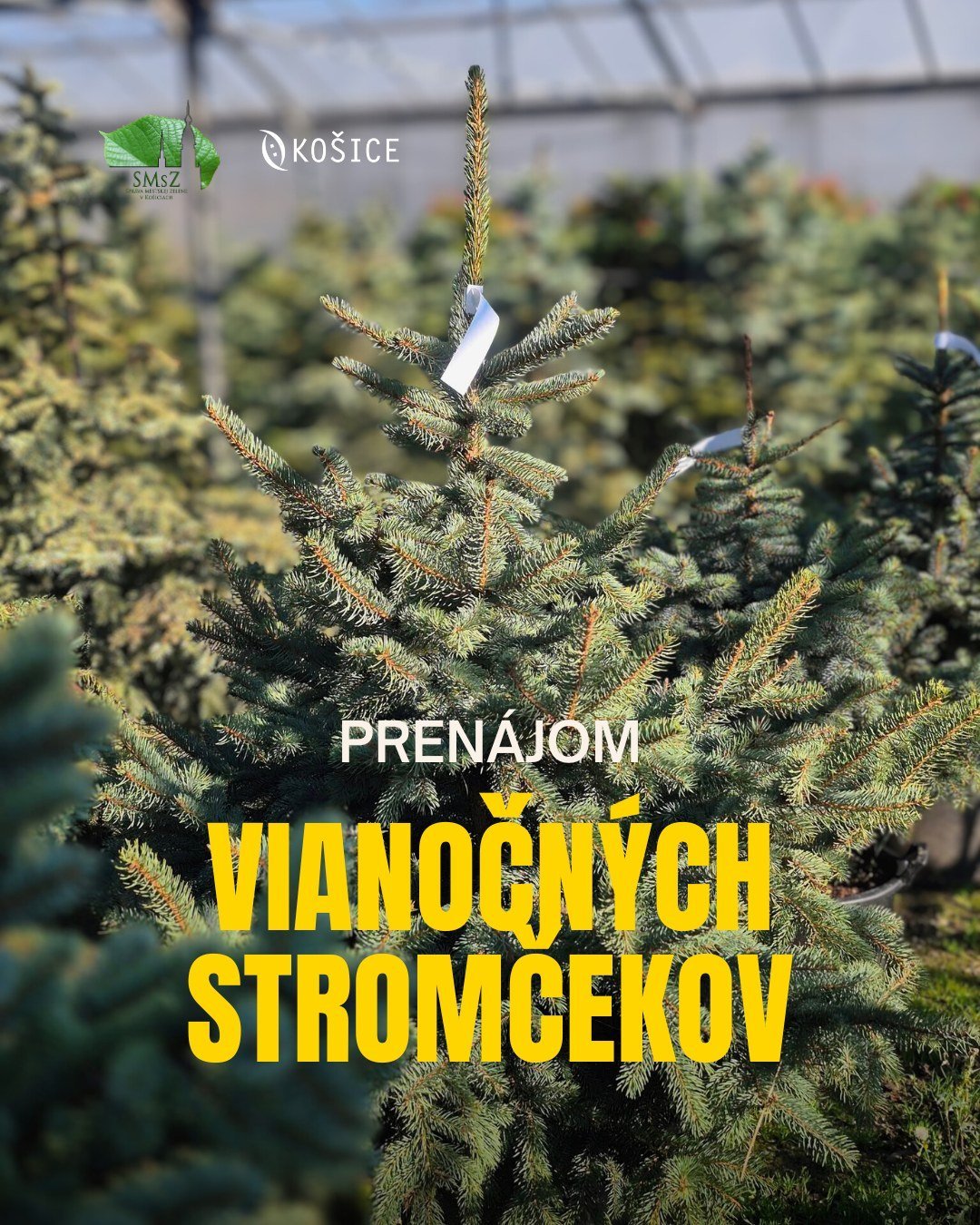 Mesto Košice: UŽ V UTOROK SPÚŠŤA MESTSKÁ ZELEŇ PRENÁJOM ŽIVÝCH VIANOČNÝCH STROMČEKOV