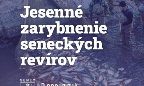 Mesto Senec: DO SENECKÝCH RYBÁRSKYCH REVÍROV BOLO NASADENÝCH TAKMER 25 TON RÝB