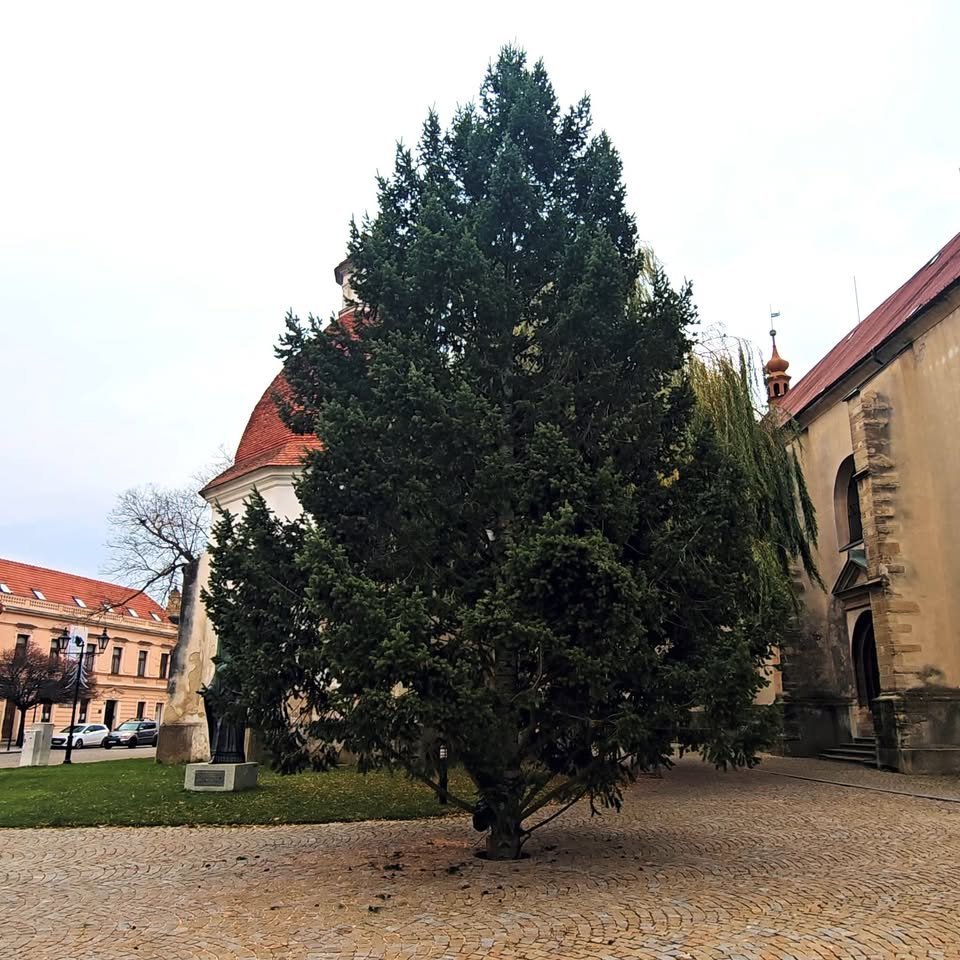 Mesto Skalica: Tohtoročný vianočný stromček je naozaj krásny! A bodaj by nie, veď má za sebou dlhý životný príbeh – vyše 50 rokov rástol pri bytovke v ZVL. Jeho korene ale časom začali narušovať statiku budovy, pre