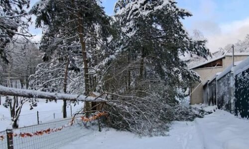 Sneh vyvrátil v košickej zoo vyše 200 stromov, zostáva zavretá
