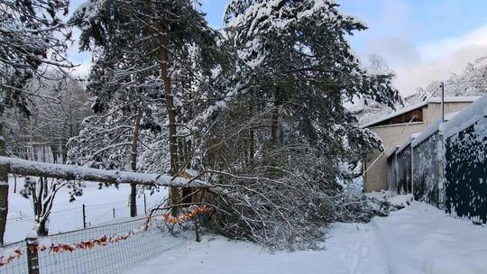Sneh vyvrátil v košickej zoo vyše 200 stromov, zostáva zavretá