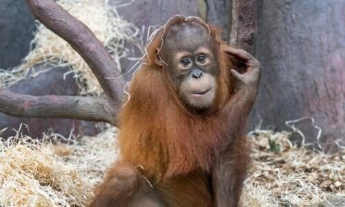 V pražské zoo utonulo mládě orangutana. Pětiletý Kawi spadl do vodního příkopu V pražské zoo utonulo mládě orangutana. Pětiletý Kawi spadl do vodního příkopu