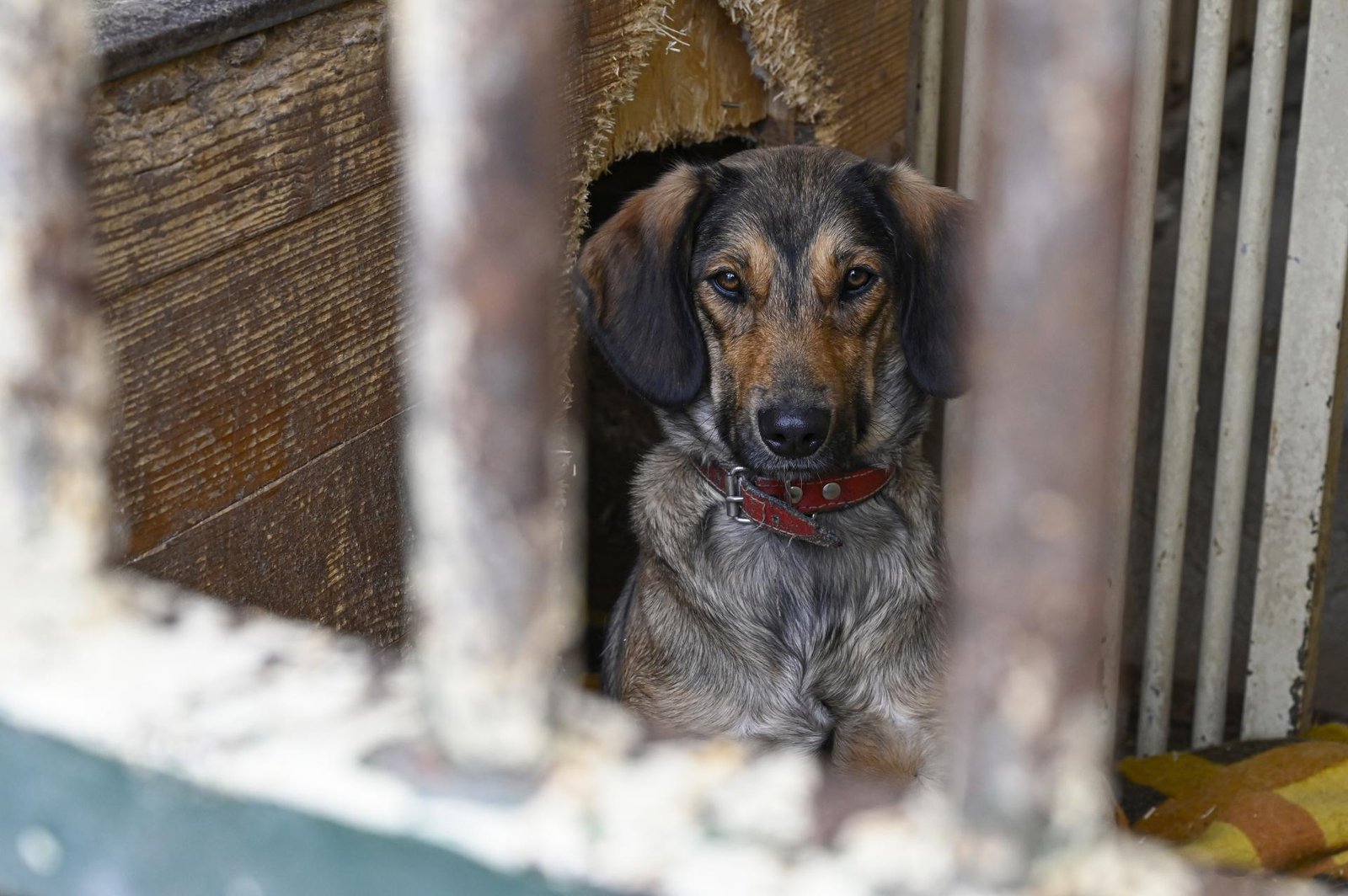 Legislatíva týkajúca sa chovu spoločenských zvierat sa sprísni Legislatíva týkajúca sa chovu spoločenských zvierat sa sprísni