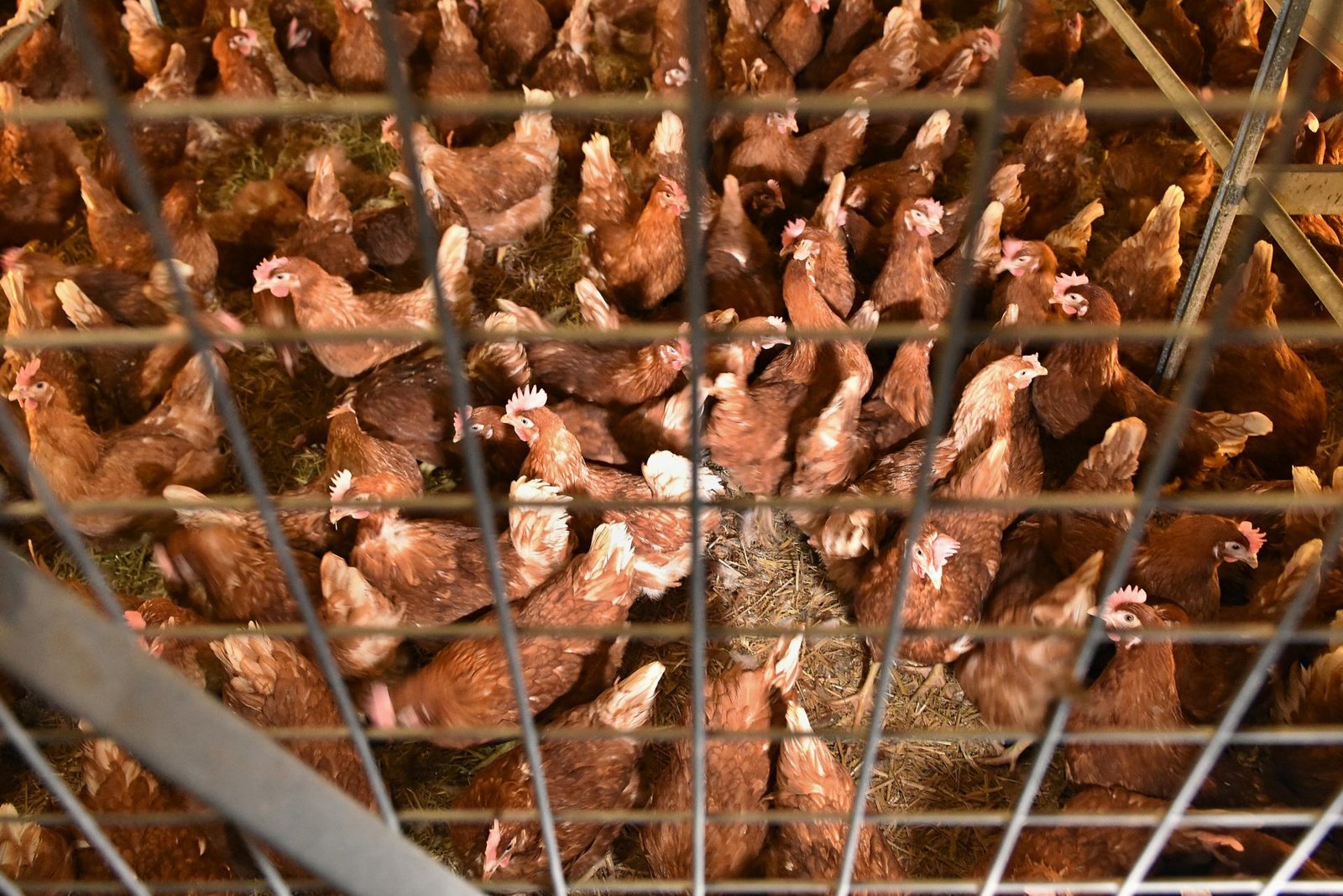 V okrese Topoľčany potvrdili výskyt vtáčej chrípky, vydali opatrenia V okrese Topoľčany potvrdili výskyt vtáčej chrípky, vydali opatrenia