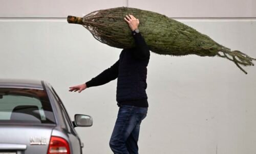 Jak převážet vánoční stromek? Jediný detail může znamenat vysokou pokutu Jak převážet vánoční stromek? Jediný detail může znamenat vysokou pokutu