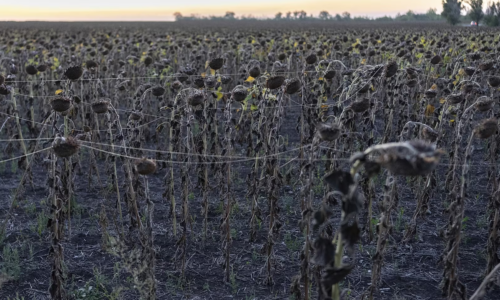 Donbas pokryla obria pavučina, do vlákien sa zaplietajú vtáky aj pechota