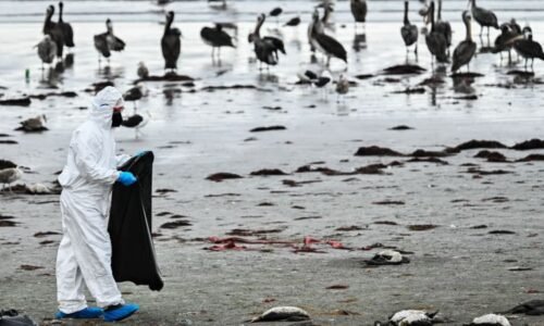 Lockdowny a pandemie: Vědci modelovali, jak by se zmutovaná ptačí chřipka mohla vymknout kontrole