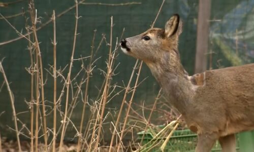 Sbírat kaštany pro lesní zvěř je zbytečné. Už to nežerou, vysvětlil myslivec a zmínil důvod