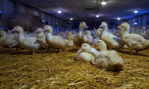 Drůbeží pseudomor v Česku: Dvě nová ohniska, desítky uhynulých ptáků Drůbeží pseudomor v Česku: Dvě nová ohniska, desítky uhynulých ptáků