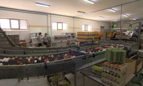 Vejce v novém roce zdraží, tuší chovatelé. O ceně rozhodne i slib, nad nímž stále visí otazník