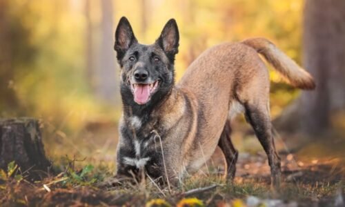Mišunka bojuje se zhoubným nádorem. Potřebuje pomoc s nákladnou léčbou ve Vídni