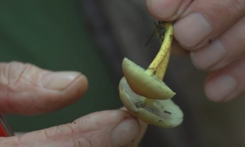 Česko legalizuje psilocybin pro lékařské účely. Látka z houbiček dokáže porazit depresi Česko legalizuje psilocybin pro lékařské účely. Látka z houbiček dokáže porazit depresi