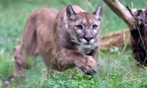 Puma zřejmě zabila ženu: Turisté ji našli v Coloradu ležet na zemi, šelmu zahnali kameny