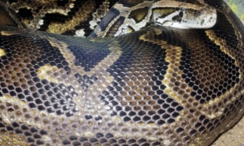 Pomoc, škrtí mě had, volal zoufalý chovatel z Karlovarska. Ze spárů krajty ho zachránili hasiči