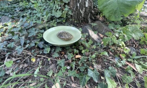 Úmorná vedra ohrožují i volně žijící zvířata. Rozmisťujte misky s vodou, prosí záchranáři