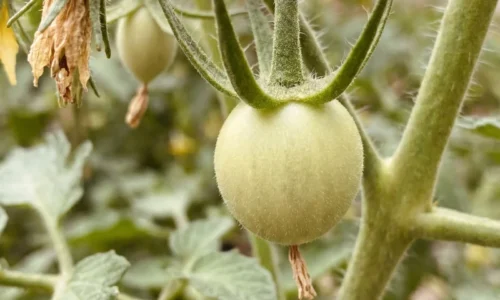 Lekárenský trik na pokazené ovocie a zeleninu. Ako funguje jód v záhrade?