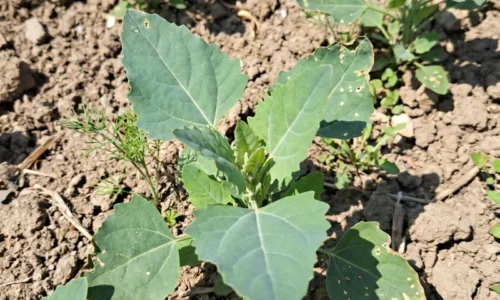 Zabudnutá listová zelenina sa vracia do záhrad: loboda rastie takmer sama, zdobí záhony a v lete vydrží viac než špenát