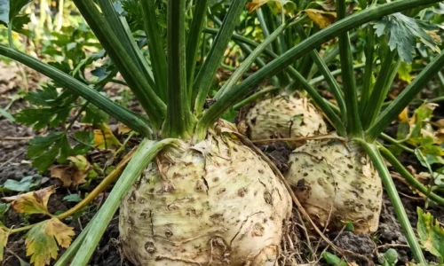 Zeler tvorí iba listy a hľuza zostáva malá? Letné zásahy rozhodnú, či rastlina konečne začne ukladať silu pod zem